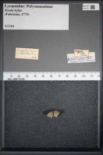 Media type: image;   Entomology 50015